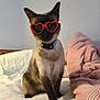 cat, siamese_cat, sunglasses, heart_shaped_sunglasses, pet_collar, bed, blanket, pink_blanket, white_blanket, indoor, feline, cute, pet, animal, cozy, fur, whiskers, ear, sitting, portrait