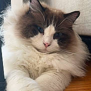 Gino joined the competition — help win amazing prizes! cat, fluffy, blue_eyes, white_fur, brown_fur, close_up, indoors, wooden_surface, relaxed, pet, animal, mammal, cute, feline, portrait, whiskers, soft_texture, calm, domestic_animal, laying_down