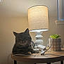 cat, tabby_cat, lamp, table, succulent, plant, cable, cord, indoor, furniture, pet, animal, relaxing, cozy, side_table, lighting, home, domestic, cute, resting