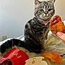 Needy is registered to the contest to win money with this photo: cat, tabby, bow_tie, bed, spicy_nugget, chicken_nugget, hand, fries, fast_food, toy, feather_toy, curious, pet, indoor, feline, striped, food, red_container, attention, cute