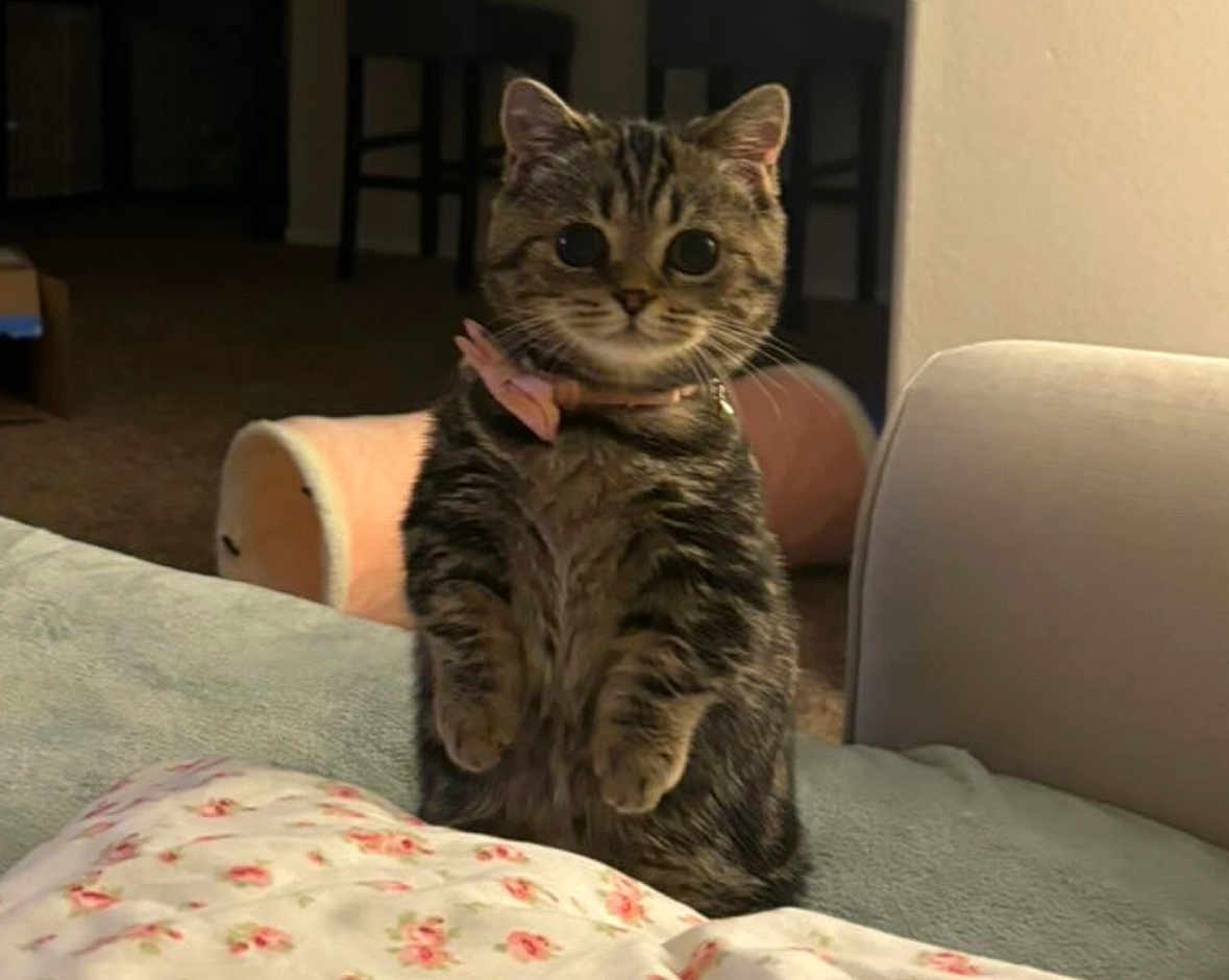 Needy is registered to the contest to win money with this photo: cat, tabby, pet, indoor, collar, bow, bed, blanket, floral, curious, wide_eyes, feline, fur, animal, cozy, living_room, carpet, furniture, cute, domestic