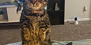 Needy is registered to the contest to win money with this photo: cat, tabby, indoor, carpet, furniture, keys, feathers, curious, pet, collar, tag, sitting, brown, black, striped, soft, toy, houseplant, shelf, living_room