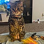 cat, tabby, indoor, carpet, furniture, keys, feathers, curious, pet, collar, tag, sitting, brown, black, striped, soft, toy, houseplant, shelf, living_room