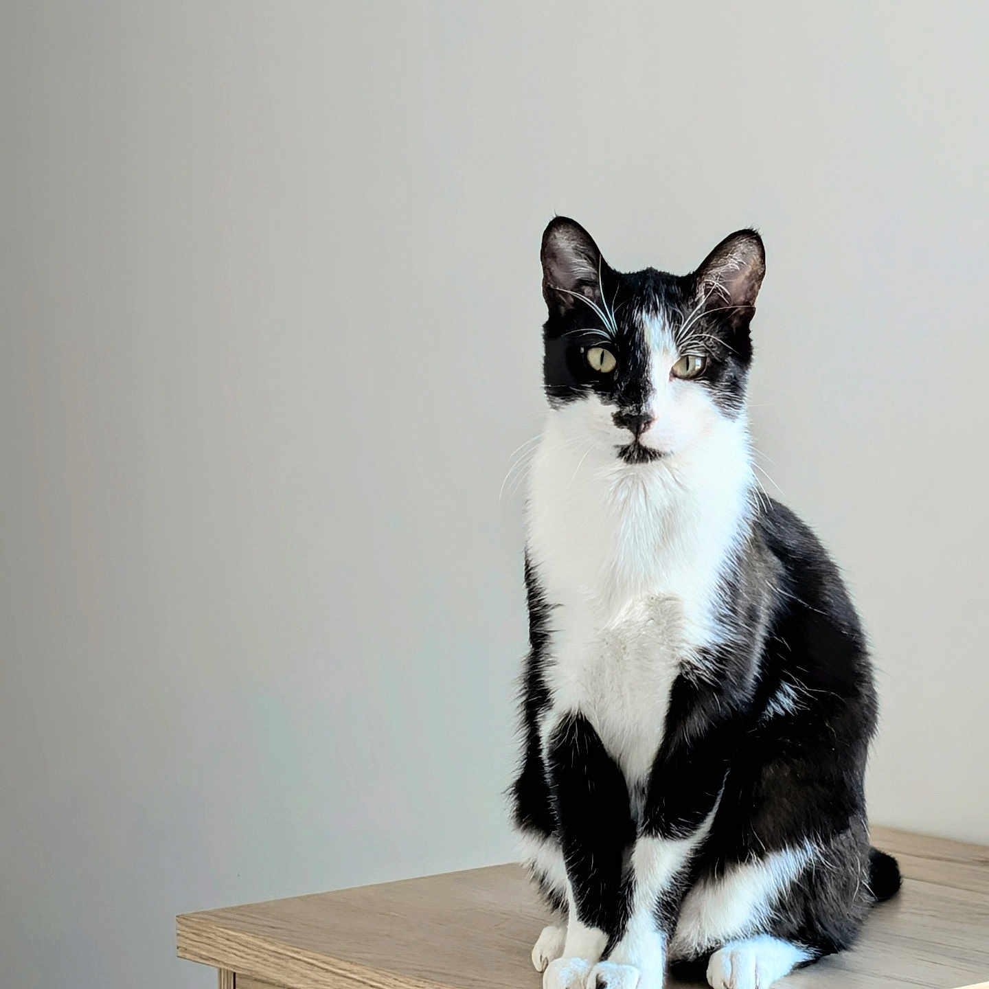 Ani a rejoint le concours — aidez-le/la à gagner de superbes lots ! cat, black_and_white, sitting, wooden_cabinet, indoor, feline, pet, animal, calm, curious, portrait, fur, whiskers, ears, eyes, paws, table, minimalist, domestic, light_background