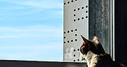 Ani participe au concours pour gagner de l'argent avec cette photo : cat, window, cityscape, sunlight, black_and_white, pet, indoor, urban, daylight, architecture, reflection, animal, house, view, sky, building, nature, tree, quiet, contemplative