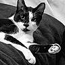 Ani participe au concours pour gagner de l'argent avec cette photo : cat, black_and_white, tuxedo_cat, pet, animal, whiskers, paw, fur, blanket, soft, indoor, relaxed, curious, close_up, portrait, cute, looking, resting, feline, cozy