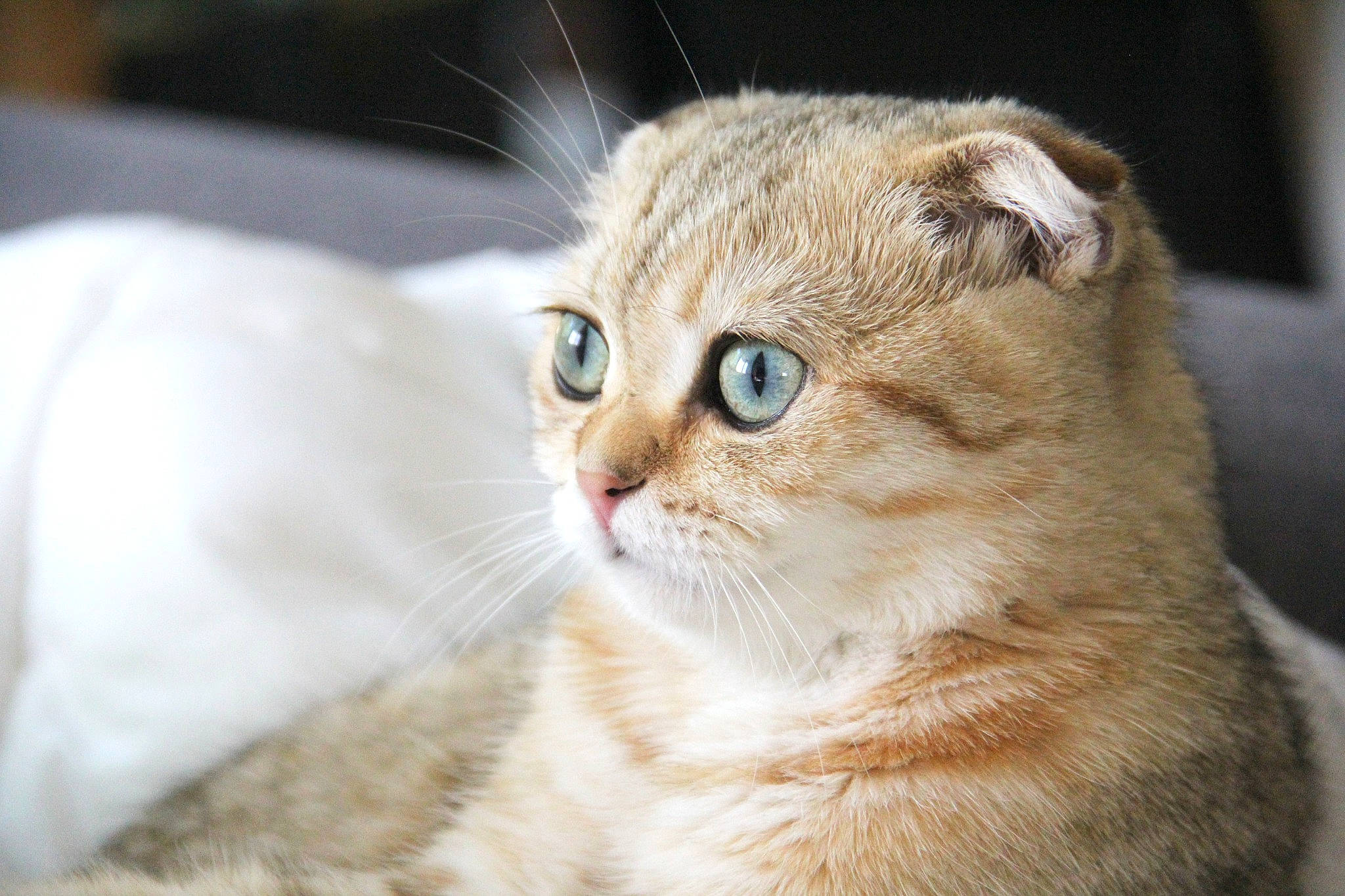 Cloe joined the competition — help win amazing prizes! american_wirehair, asian, australian_mist, burmilla, carnivore, cat, domestic_short_haired_cat, european_shorthair, eye, fawn, felidae, fur, mammal, munchkin, scottish_fold, singapura, small_to_medium_sized_cats, snout, vertebrate, whiskers