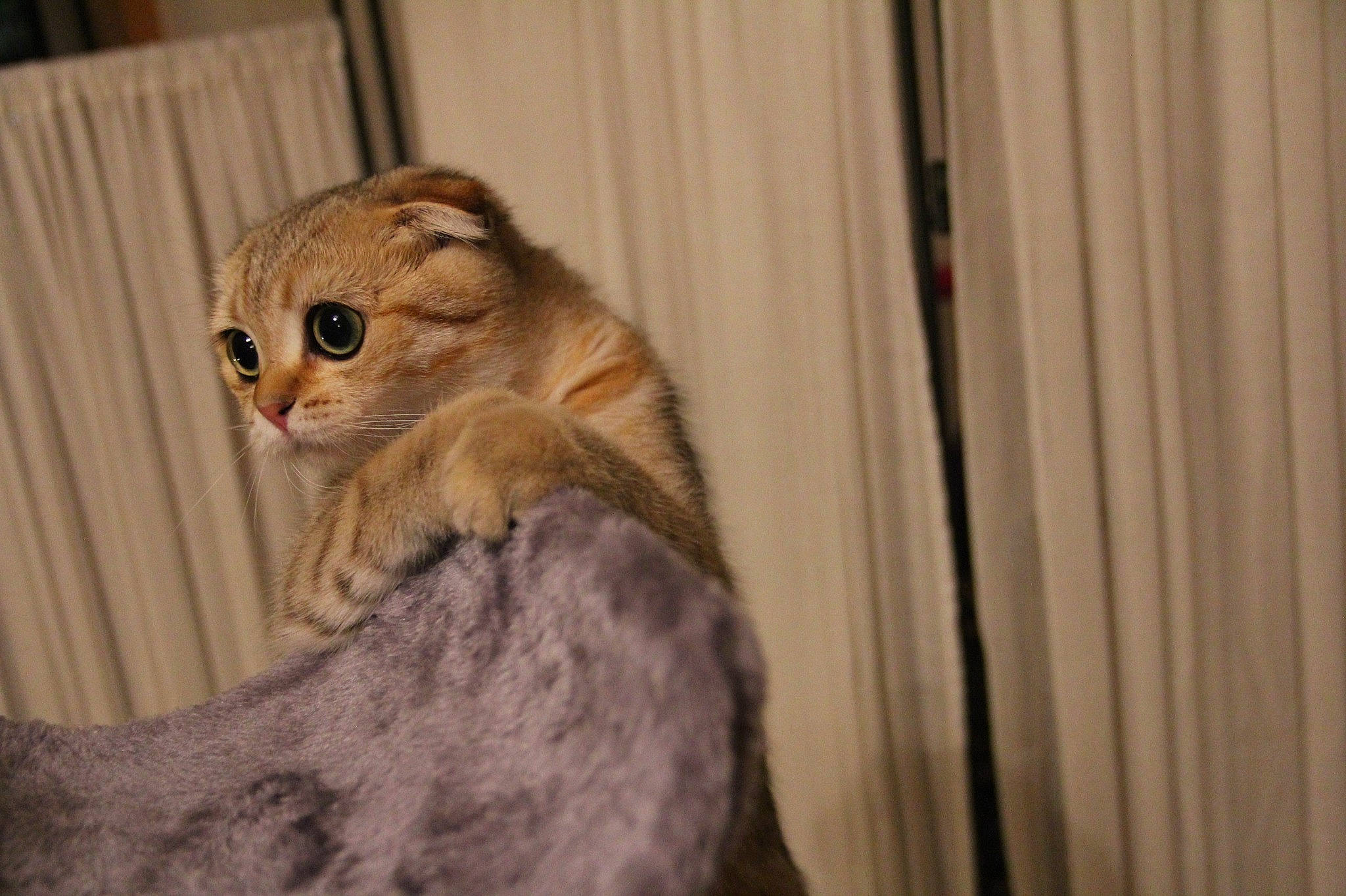 Cloe is registered to the contest to win money with this photo: american_curl, asian, australian_mist, carnivore, cat, chausie, domestic_short_haired_cat, european_shorthair, fawn, felidae, mammal, ocicat, pixie_bob, scottish_fold, singapura, small_to_medium_sized_cats, snout, tabby_cat, vertebrate, whiskers