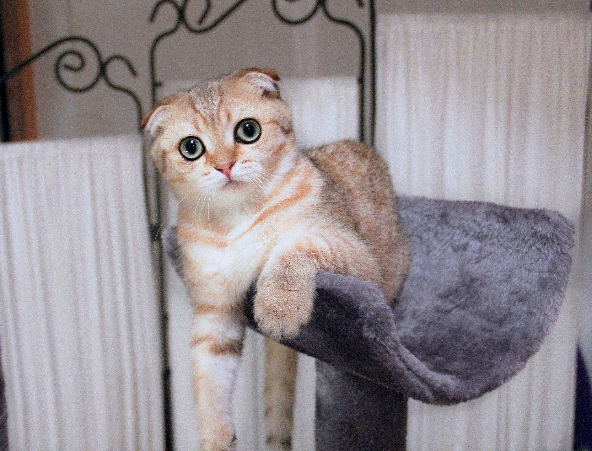 Cloe is registered to the contest to win money with this photo: aegean_cat, asian, australian_mist, burmilla, carnivore, cat, domestic_short_haired_cat, european_shorthair, fawn, felidae, mammal, paw, scottish_fold, singapura, small_to_medium_sized_cats, tabby_cat, tail, vertebrate, whiskers