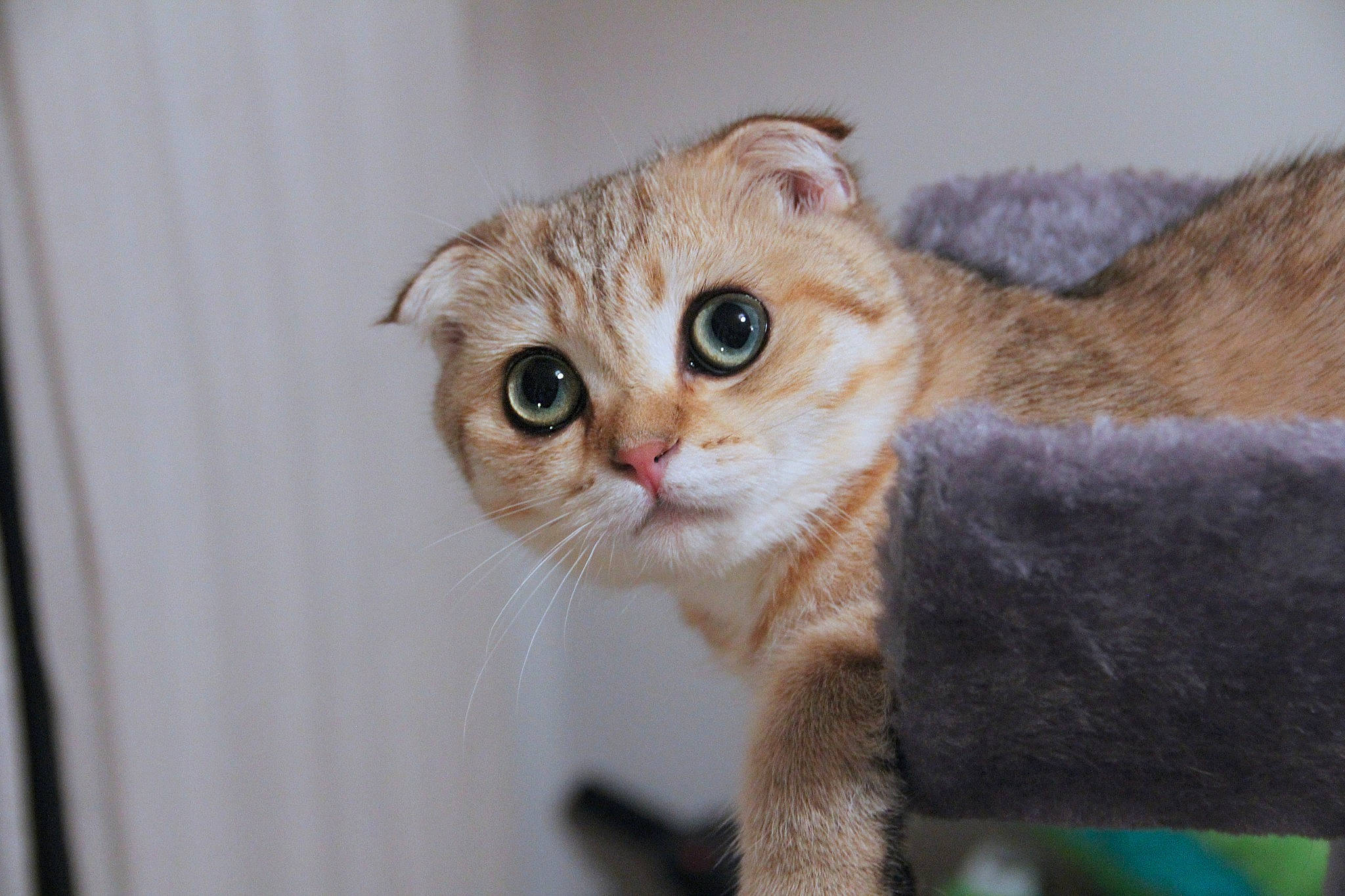 Cloe joined the competition — help win amazing prizes! american_curl, american_wirehair, arabian_mau, asian, australian_mist, burmilla, carnivore, cat, domestic_short_haired_cat, european_shorthair, fawn, felidae, mammal, munchkin, scottish_fold, singapura, small_to_medium_sized_cats, snout, vertebrate, whiskers