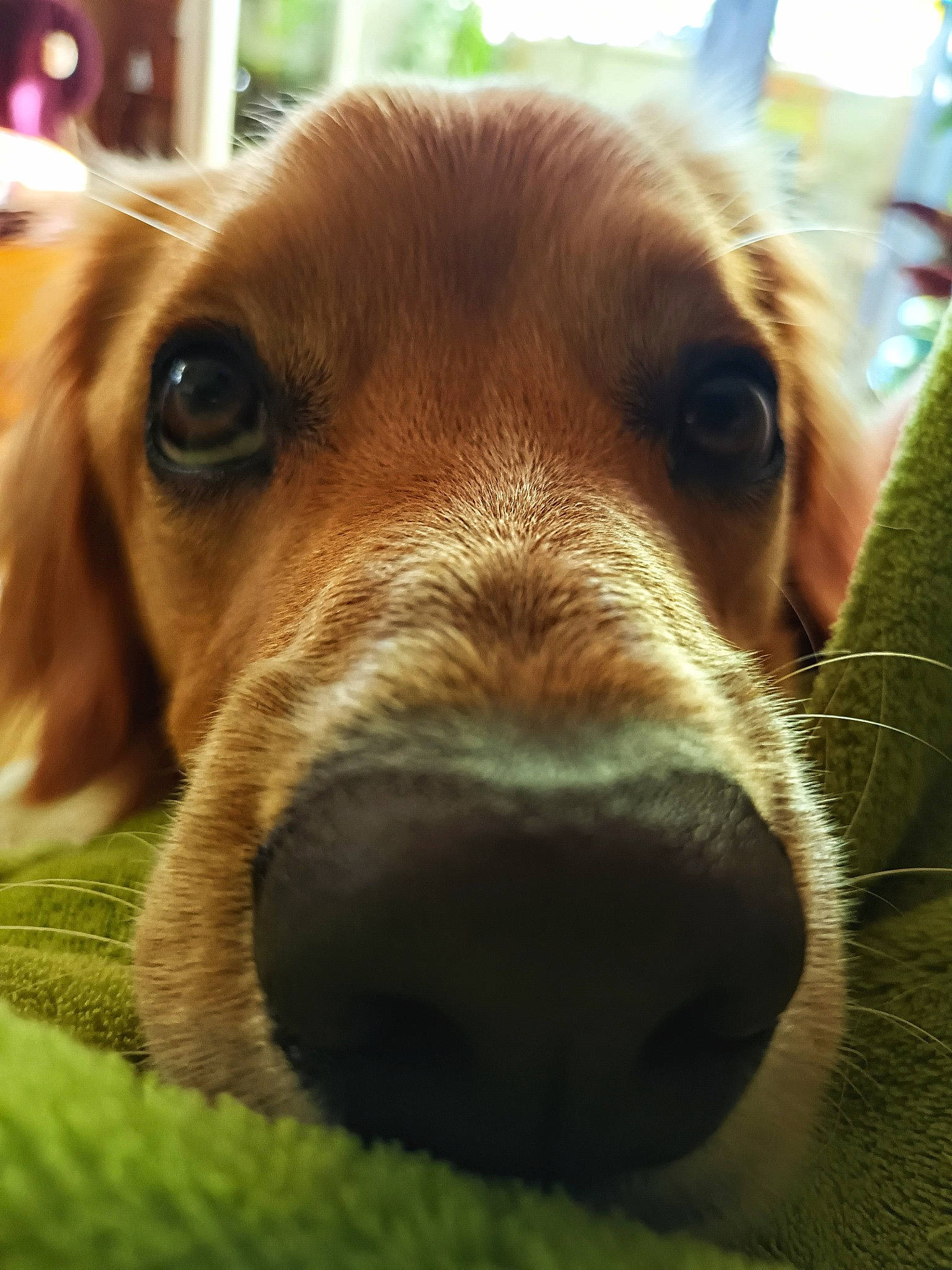 Ange a rejoint le concours — aidez-le/la à gagner de superbes lots ! canidae, carnivore, close_up, companion_dog, dog, dog_breed, ear, fawn, fur, hunting_dog, ingredient, liver, livestock, snout, sporting_group, terrestrial_animal, whiskers, working_animal, wrinkle