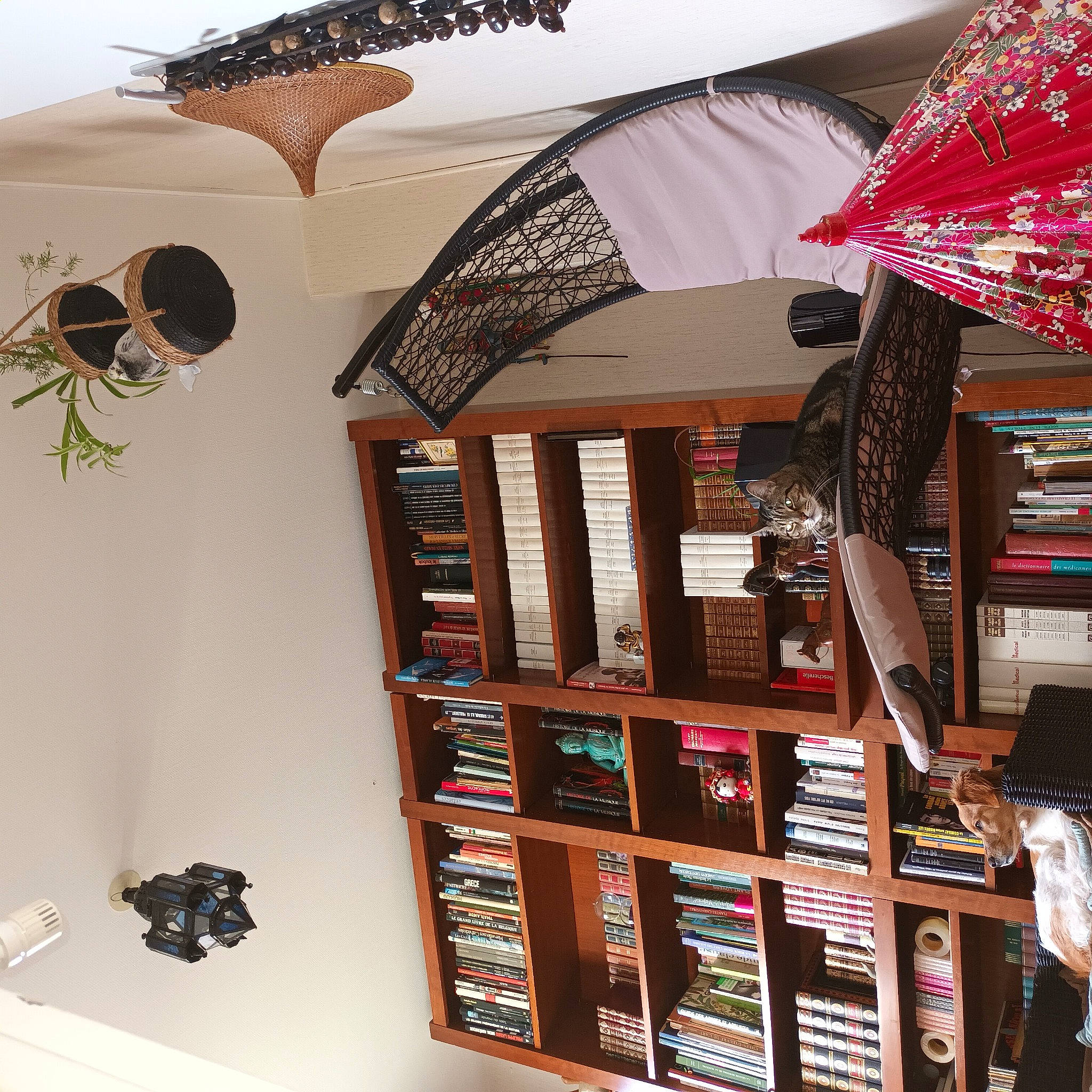 Ange a rejoint le concours — aidez-le/la à gagner de superbes lots ! art, ceiling, collection, event, eyewear, fashion_accessory, plant, publication, retail, room, shelf, shelving, visual_arts, wood