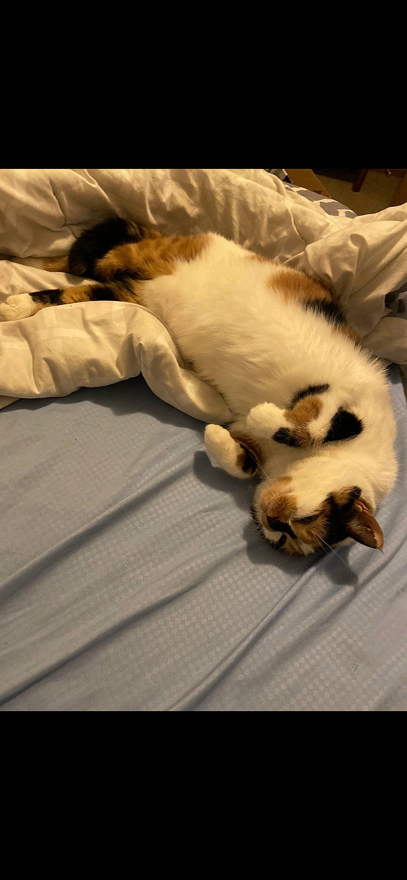 Sophie is registered to the contest to win money with this photo: canidae, carnivore, cat, companion_dog, dog_breed, felidae, fur, nap, paw, puppy, ragdoll, sleep, small_to_medium_sized_cats