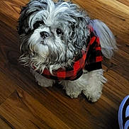 Biscuit is registered to the contest to win money with this photo: dog, small_dog, fluffy, fur, pet, indoor, wooden_floor, sweater, red_and_black, checkered, looking_up, cute, animal, companion, domestic, paw, tail, footwear, shoe, floor