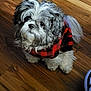 Biscuit is registered to the contest to win money with this photo: dog, small_dog, fluffy, fur, pet, indoor, wood_floor, plaid_sweater, black_and_white, cute, looking_up, sitting, cozy, companion, animal, adorable, domestic_animal, paw, tail, fur_texture
