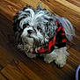 Biscuit joined the competition — help win amazing prizes! dog, pet, fluffy, cute, small_dog, fur, indoors, wooden_floor, looking_up, red_sweater, black_sweater, animal, companion, domestic_animal, canine, friendly, adorable, young_dog, fur_texture, plaid