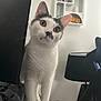 cat, white_cat, black_markings, curious, indoor, computer_monitor, lamp, shelf, home_decor, furniture, pet, animal, soft_fabric, orange_eyes, whiskers, ears, face, standing, looking, domestic