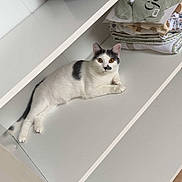 Zazu participe au concours pour gagner de l'argent avec cette photo : cat, black_and_white, shelf, folded_clothes, organizer_box, indoor, pet, animal, white_shelf, curious, looking, resting, furniture, cozy, clean, domestic, cute, relaxed, home, orange_eyes