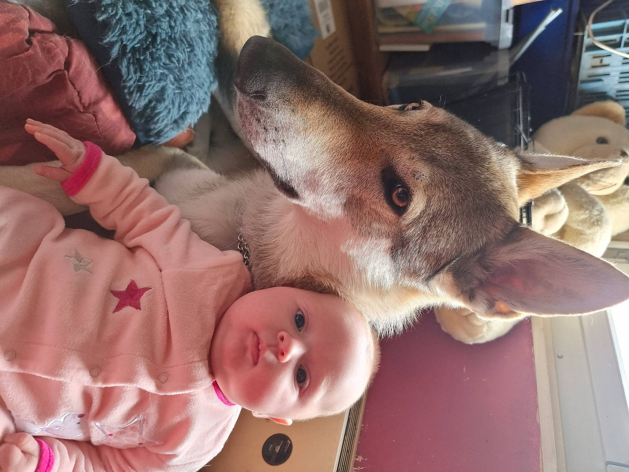 Stella participe au concours pour gagner de l'argent avec cette photo : canidae, carnivore, collar, comfort, companion_dog, dog, dog_breed, ear, fawn, felidae, fur, gesture, liver, person, selfie, small_to_medium_sized_cats, snout, sporting_group, whiskers, wood