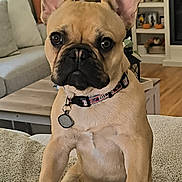 Bear joined the competition — help win amazing prizes! french_bulldog, dog, pet, canine, collar, living_room, sofa, cushion, furniture, indoor, brown_dog, ears, paw, tag, wood_floor, shelf, decor, home, cute, portrait