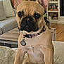 french_bulldog, dog, pet, canine, collar, living_room, sofa, cushion, furniture, indoor, brown_dog, ears, paw, tag, wood_floor, shelf, decor, home, cute, portrait