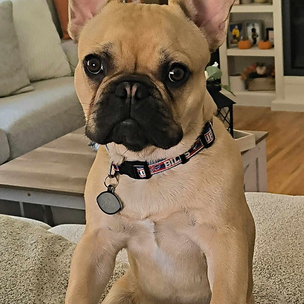 Bear joined the competition — help win amazing prizes! brown_dog, canine, collar, cushion, cute, decor, dog, ears, french_bulldog, furniture, home, indoor, living_room, paw, pet, portrait, shelf, sofa, tag, wood_floor