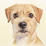 Benny is registered to the contest to win money with this photo: animal, beige, brown_eyes, canine, closeup, cute, dog, drawing, ears, face, fur_texture, illustration, neutral_background, pet, portrait, realistic_art, scruffy_fur, snout, studio_lighting, whiskers