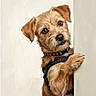 animal, brown_dog, canine, collar, curious, cute, dog, ears, friendly, fur, harness, head_tilt, indoor, looking, peeking, pet, portrait, scruffy, wall, whiskers