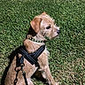 Benny joined the competition — help win amazing prizes! alert, animal, brown_dog, canine, collar, cute, daytime, dog, grass, greenery, harness, leash, nature, outdoor, pet, scruffy, sitting, small_dog, summer, sunlight