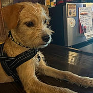 Benny joined the competition — help win amazing prizes! animal, brown_fur, closeup, collar, cute, dog, domestic, harness, indoor, looking_away, magnets, notes, painting, palm_trees, pet, refrigerator, scruffy, table_surface, wall, wooden_table