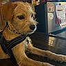 animal, brown_fur, closeup, collar, cute, dog, domestic, harness, indoor, looking_away, magnets, notes, painting, palm_trees, pet, refrigerator, scruffy, table_surface, wall, wooden_table