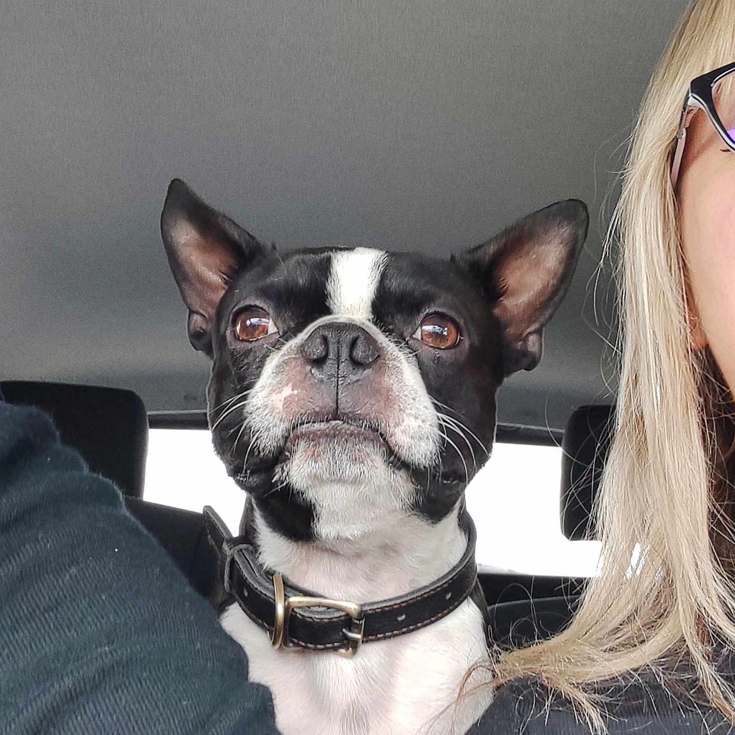 Rambo participe au concours pour gagner de l'argent avec cette photo : accessories, adult, animal, belt, bostonbull, bulldog, canine, dog, face, frenchbulldog, glasses, head, male, man, person, pet, photography, portrait, puppy, sunglasses