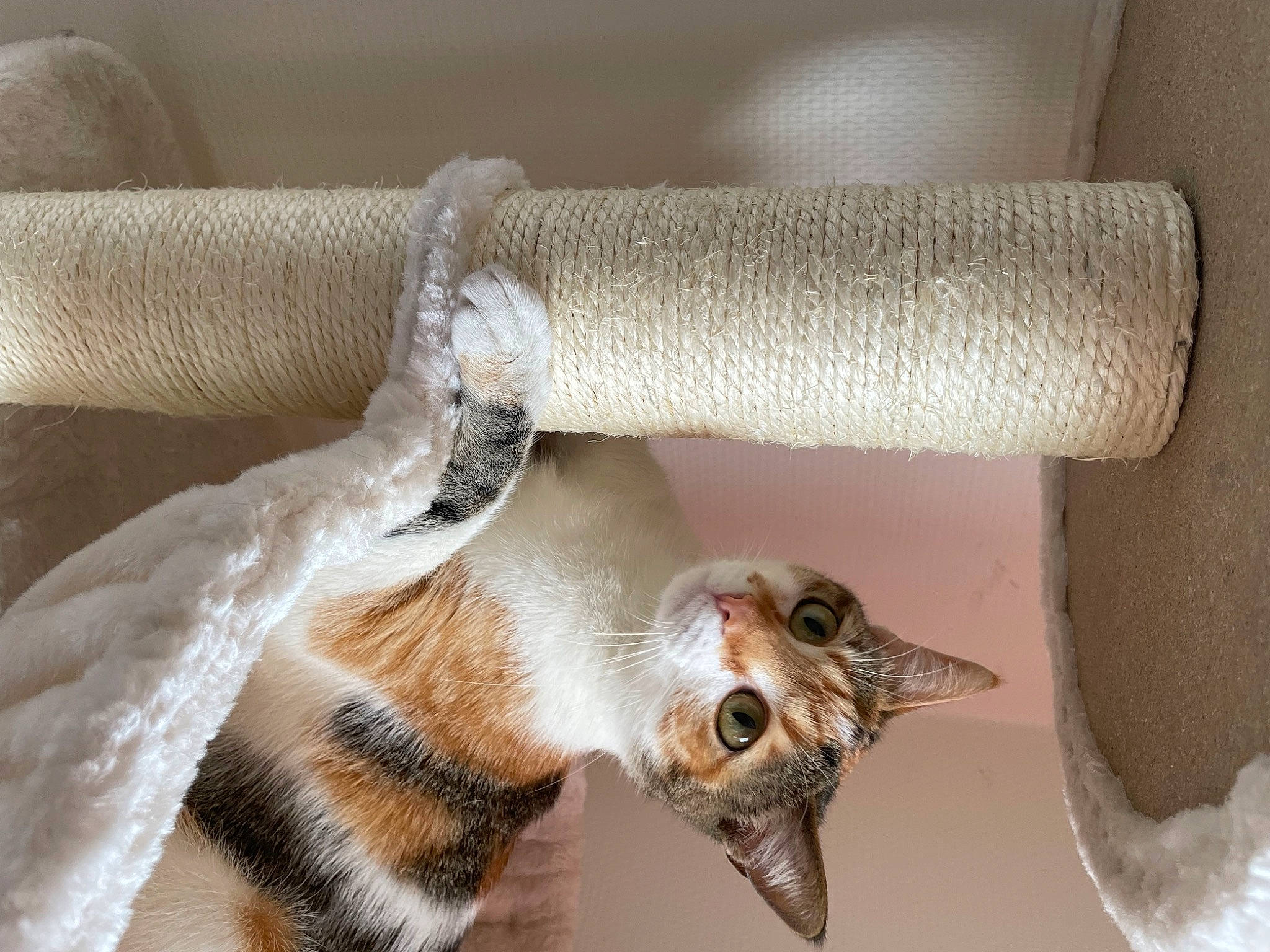 Kayla participe au concours pour gagner de l'argent avec cette photo : carnivore, cat, claw, comfort, couch, fawn, felidae, fur, linens, paw, room, shelf, small_to_medium_sized_cats, tail, terrestrial_animal, textile, thread, whiskers, wood, wool