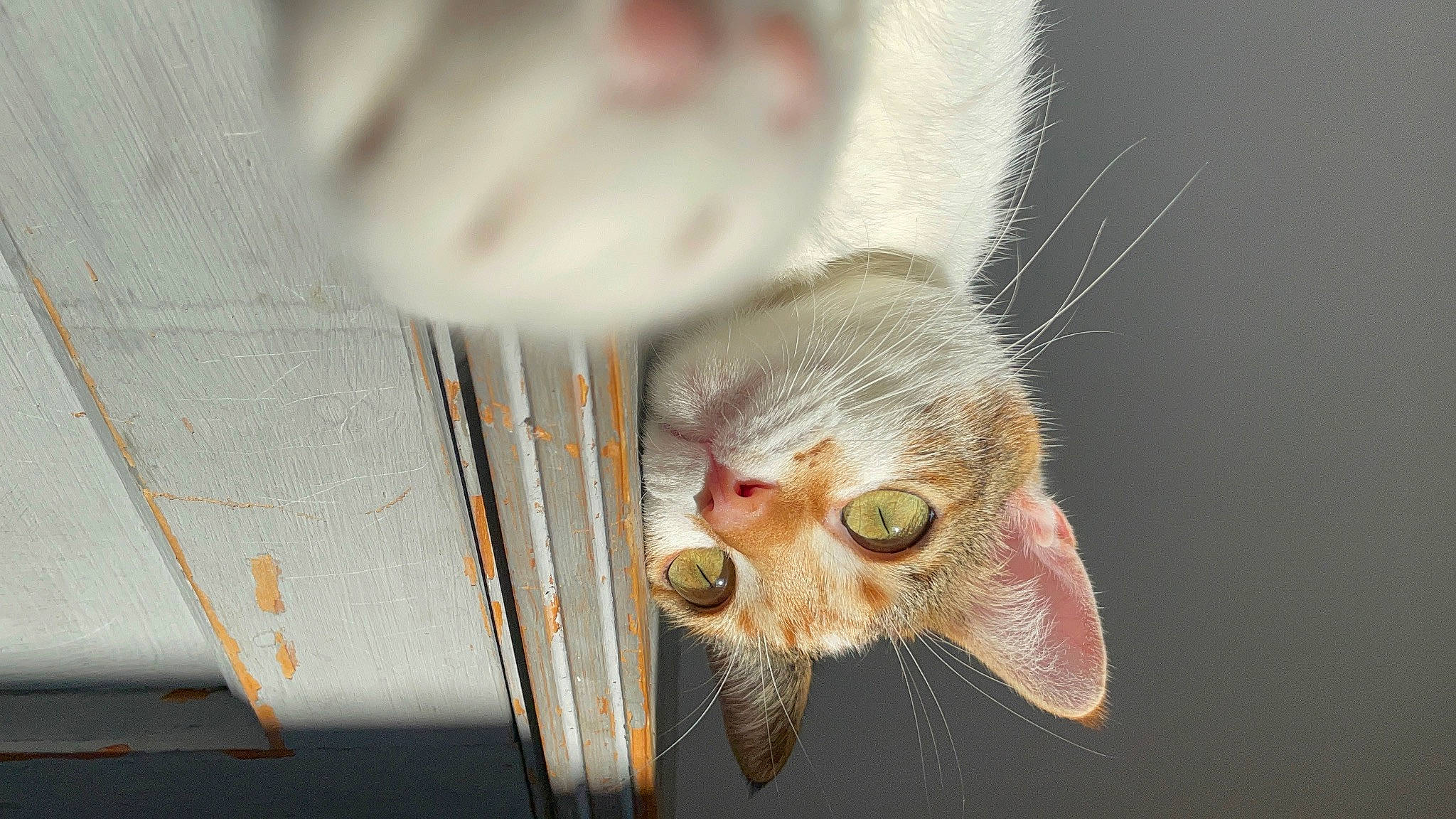 Kayla a rejoint le concours — aidez-le/la à gagner de superbes lots ! carnivore, cat, claw, close_up, domestic_short_haired_cat, ear, eye, fawn, felidae, foot, fur, macro_photography, paw, plant, small_to_medium_sized_cats, snout, tail, whiskers, wildlife