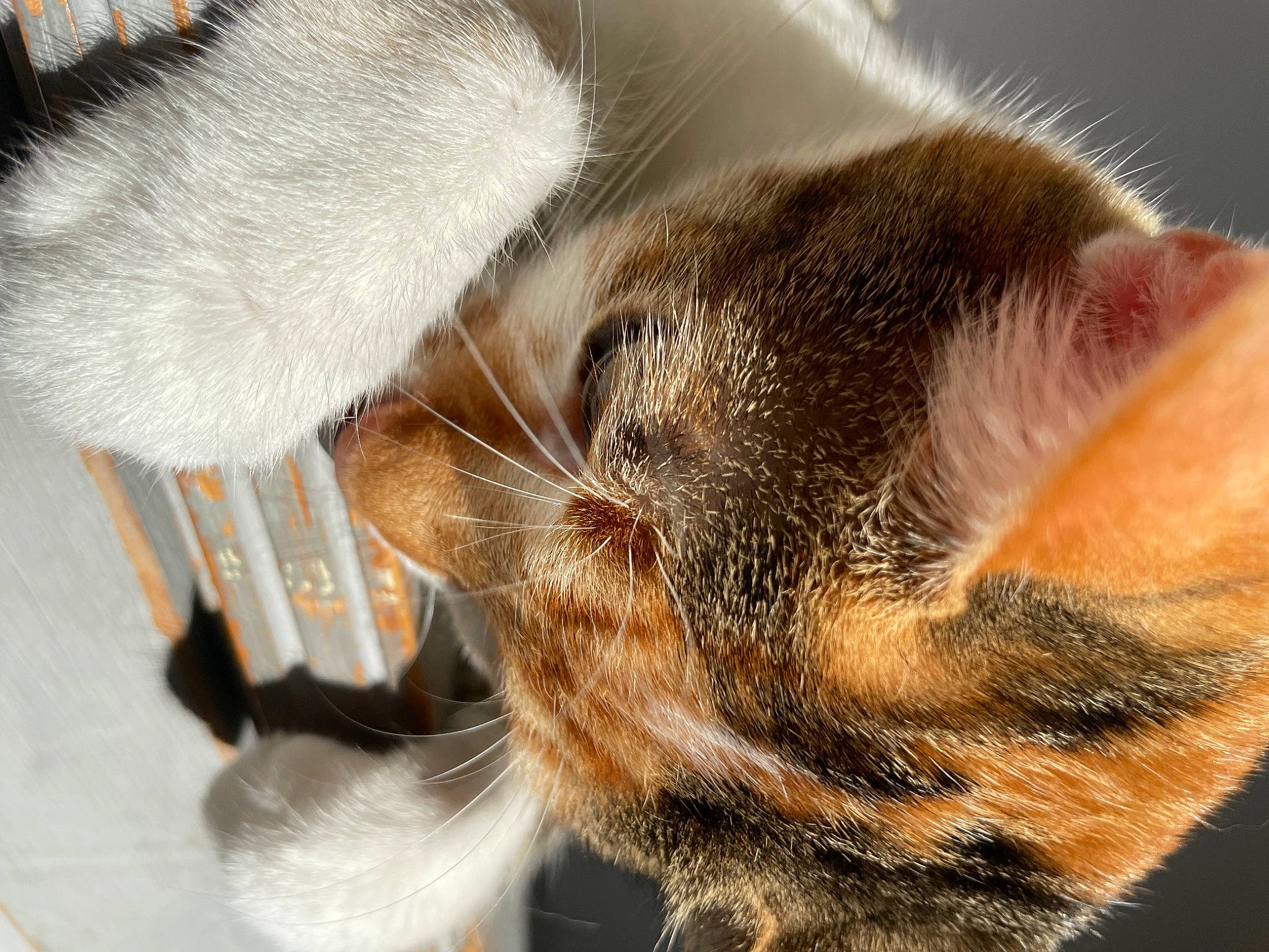 Kayla participe au concours pour gagner de l'argent avec cette photo : carnivore, cat, claw, close_up, comfort, domestic_short_haired_cat, ear, eye, fawn, felidae, fur, head, macro_photography, nap, paw, small_to_medium_sized_cats, snout, tail, whiskers, wildlife