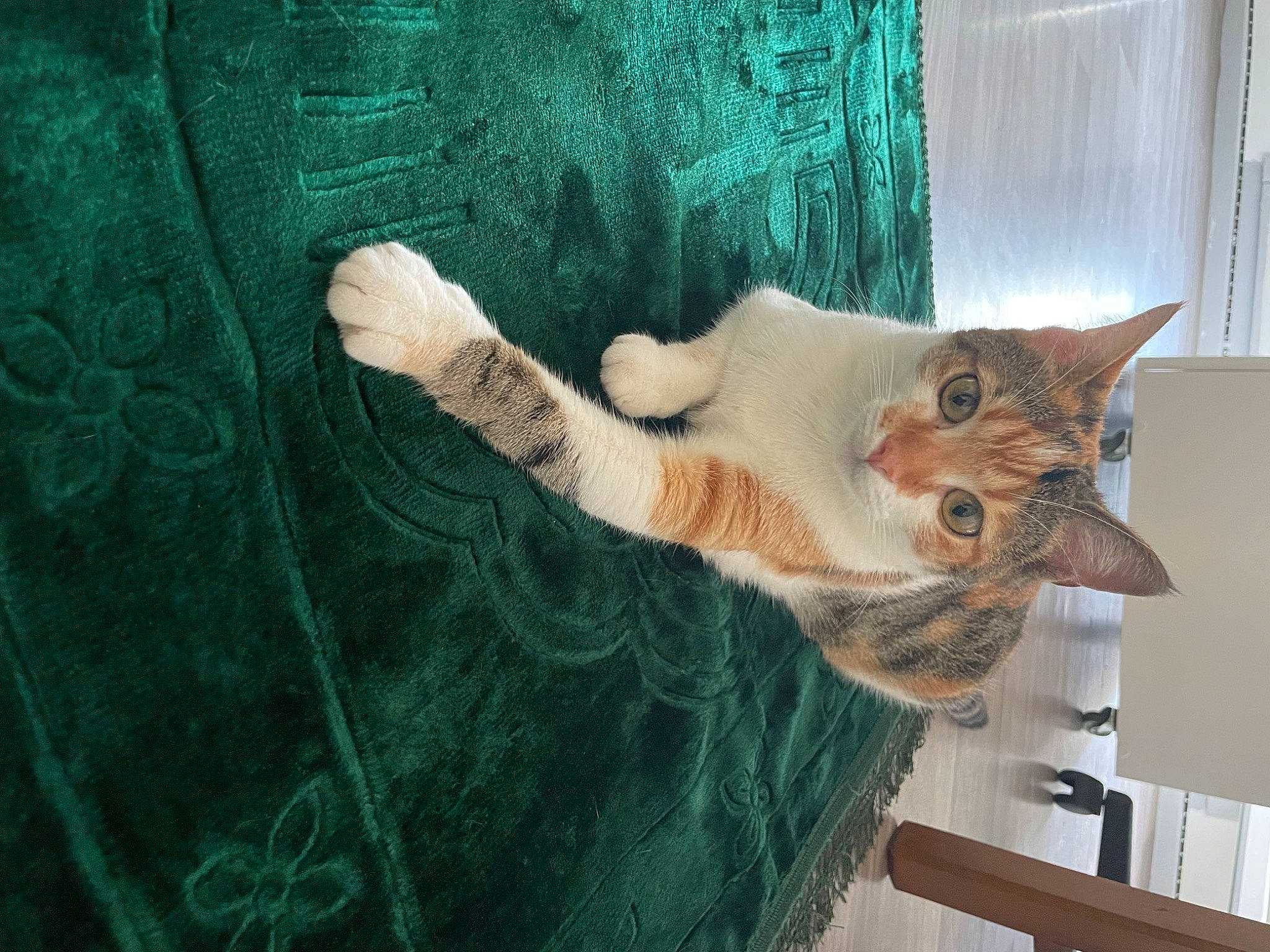 Kayla participe au concours pour gagner de l'argent avec cette photo : art, carnivore, cat, curtain, domestic_short_haired_cat, door, fawn, felidae, flooring, fur, hardwood, organism, pattern, small_to_medium_sized_cats, tail, textile, visual_arts, whiskers, window, wood