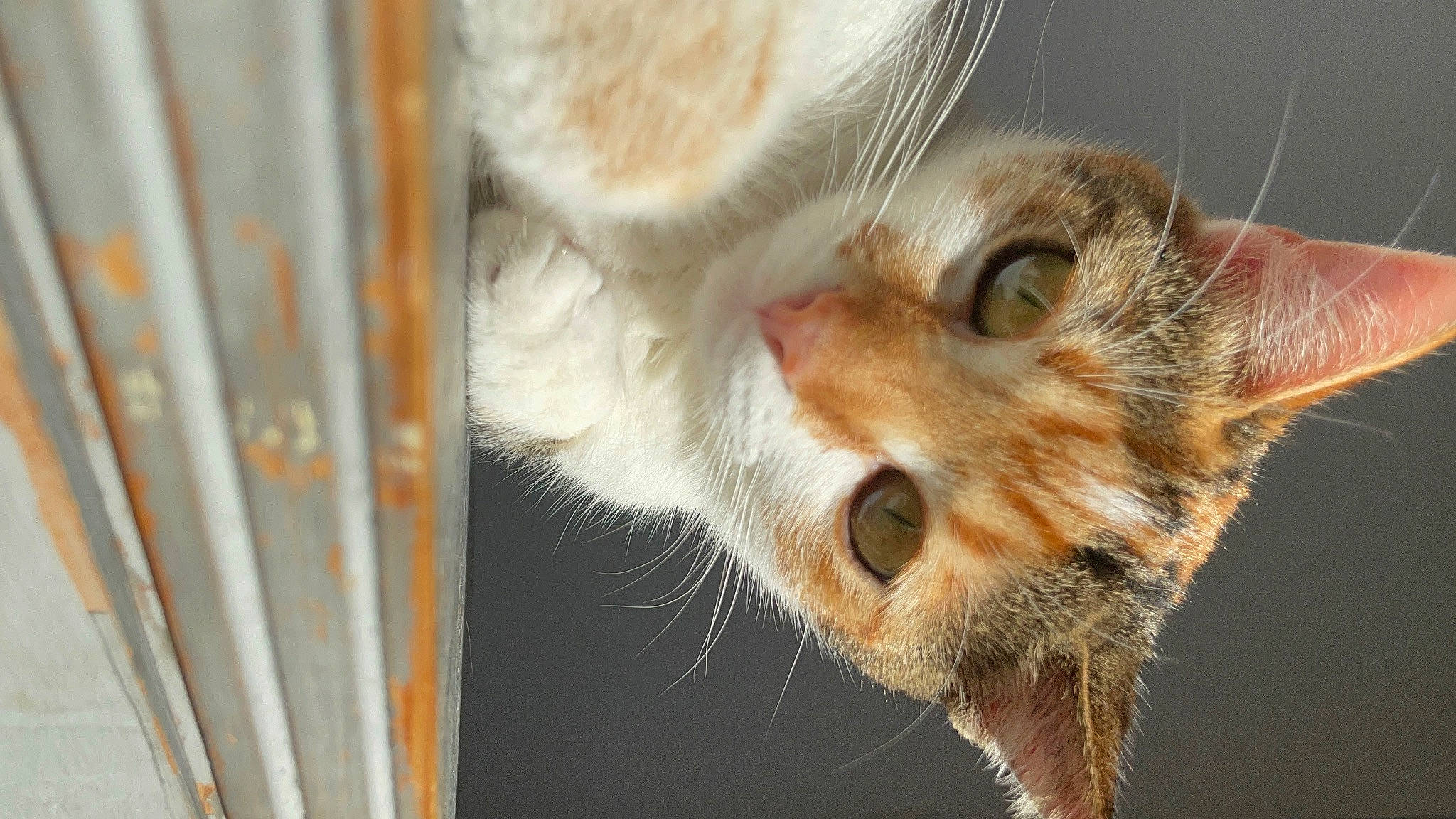 Kayla participe au concours pour gagner de l'argent avec cette photo : carnivore, cat, claw, domestic_short_haired_cat, ear, fawn, felidae, fur, paw, small_to_medium_sized_cats, snout, tail, whiskers, wildlife, window, wood