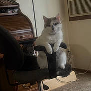 Snowby joined the competition — help win amazing prizes! air_conditioner, animal, armrest, carpet, cat, chair, cozy, domestic, feline, furniture, gray_cat, home, indoor, office_chair, pet, relaxed, sitting, two_cats, white_cat, wooden_desk