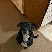 Pooh Bear joined the competition — help win amazing prizes! dog, black_dog, pet, indoor, carpet, floor, cabinet, wooden_cabinet, tile_floor, collar, looking_up, cute, domestic_animal, canine, animal, companionship, waiting, ears, tail, home