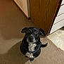 dog, black_dog, pet, indoor, carpet, floor, cabinet, wooden_cabinet, tile_floor, collar, looking_up, cute, domestic_animal, canine, animal, companionship, waiting, ears, tail, home