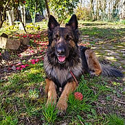 Mastoc participe au concours pour gagner de l'argent avec cette photo : animal, ball, canine, dog, flower, fur, garden, german_shepherd, grass, leash, nature, outdoor, panting, pet, playful, relaxed, summer, sunlight, tongue, tree