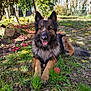 animal, ball, canine, dog, flower, fur, garden, german_shepherd, grass, leash, nature, outdoor, panting, pet, playful, relaxed, summer, sunlight, tongue, tree