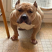 Saiko a rejoint le concours — aidez-le/la à gagner de superbes lots ! dog, muscular, pitbull, indoor, floor, tile_floor, window, door, light, wooden_chair_leg, pet, animal, brown_coat, white_chest, ears_cropped, looking_up, companion, domestic, portrait, canine