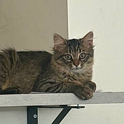 Dario a rejoint le concours — aidez-le/la à gagner de superbes lots ! cat, kitten, tabby, feline, pet, animal, fur, whiskers, ears, shelf, indoor, cute, young, resting, looking, curious, domestic, small, brown, striped