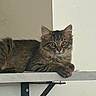 cat, kitten, tabby, feline, pet, animal, fur, whiskers, ears, shelf, indoor, cute, young, resting, looking, curious, domestic, small, brown, striped