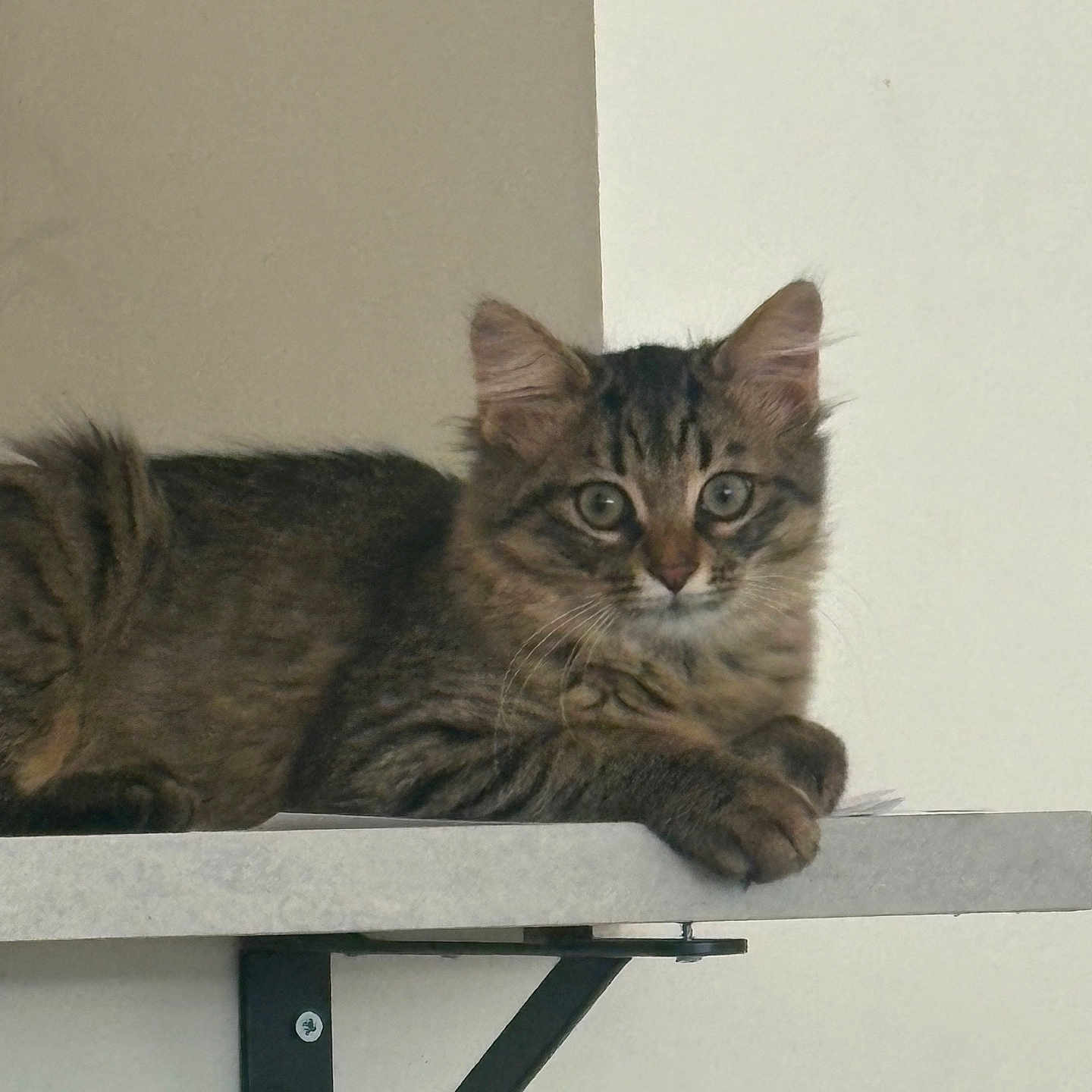 Dario a rejoint le concours — aidez-le/la à gagner de superbes lots ! cat, kitten, tabby, feline, pet, animal, fur, whiskers, ears, shelf, indoor, cute, young, resting, looking, curious, domestic, small, brown, striped