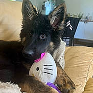 Atsuka a rejoint le concours — aidez-le/la à gagner de superbes lots ! black, brown, couch, cute, dog, ears, eyes, fur, furniture, german_shepherd, hello_kitty, indoor, living_room, nose, paws, pet, plush_toy, puppy, relaxing, soft_toy