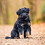 puppy, dog, black, tan, fur, sitting, outdoor, nature, path, blurred_background, cute, young, animal, pet, portrait, fluffy, canine, eyes, ears, adorable