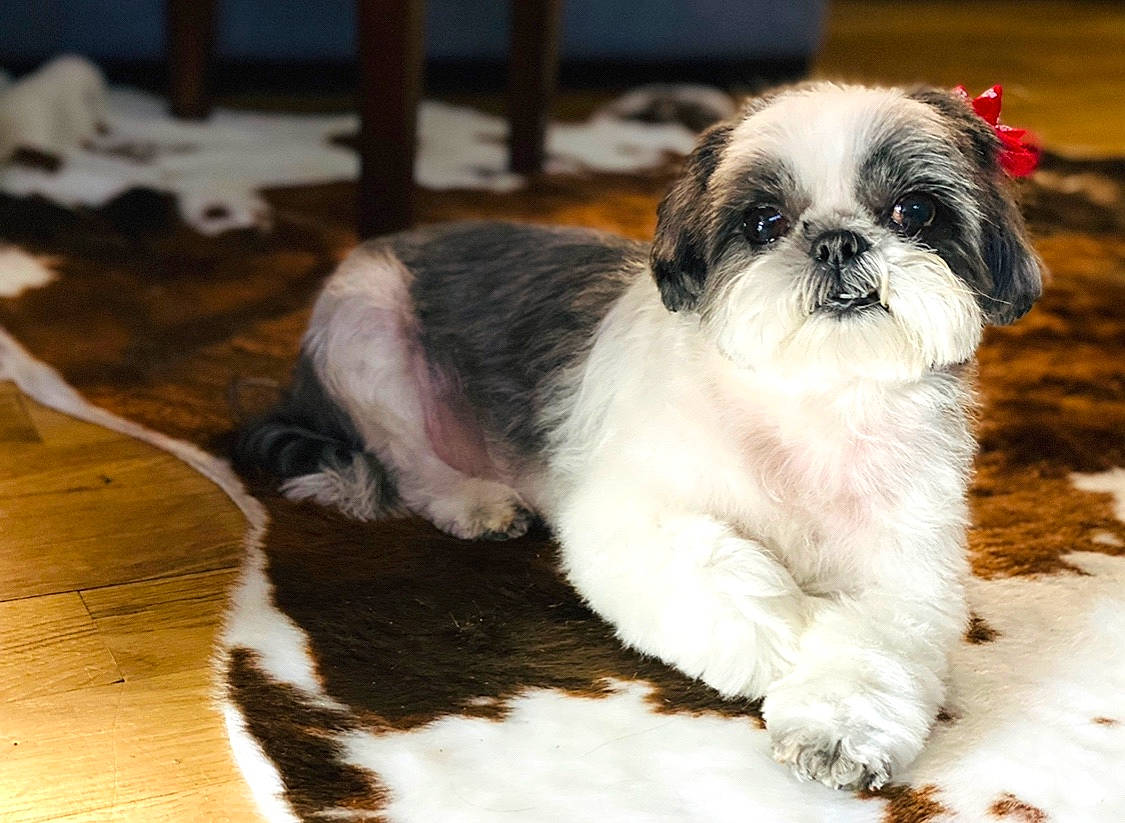 Suzana is registered to the contest to win money with this photo: canidae, carnivore, companion_dog, dog, dog_breed, fawn, flooring, fur, hardwood, laminate_flooring, pekapoo, puppy, shih_tzu, small_terrier, snout, toy_dog, wood, wood_flooring, wood_stain, working_animal