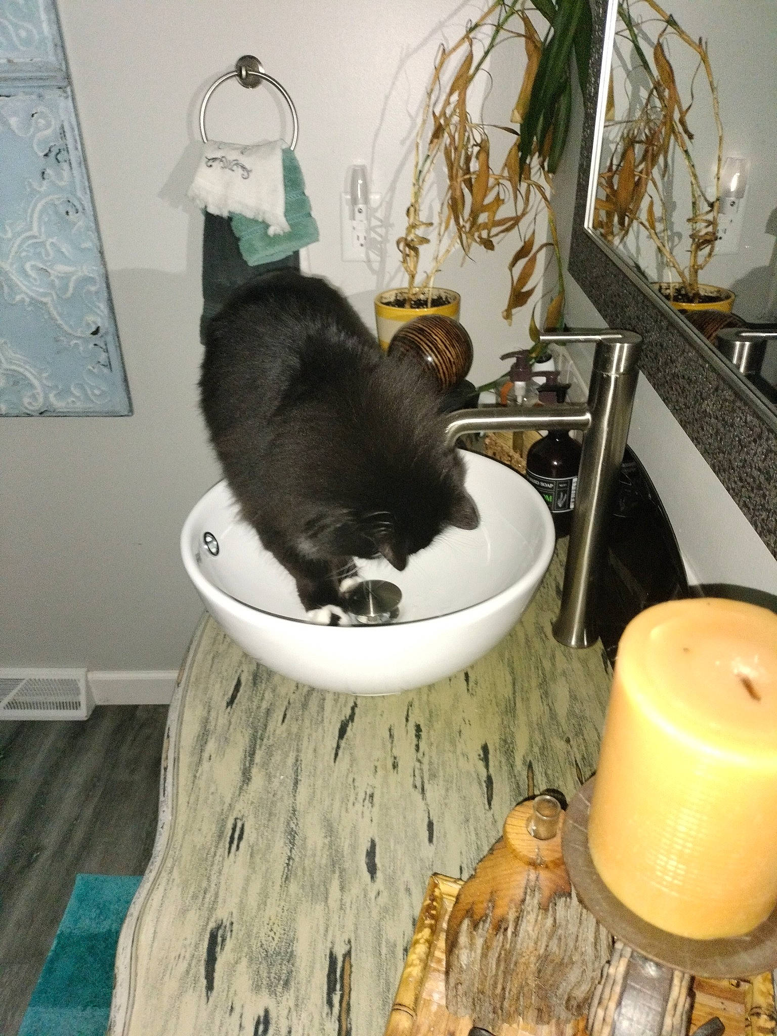 Sunni George joined the competition — help win amazing prizes! carnivore, cat, comfort, domestic_short_haired_cat, felidae, fur, gas, hardwood, lamp, plant, porcelain, pottery, room, serveware, small_to_medium_sized_cats, table, tail, tree, whiskers, wood